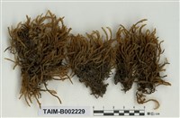 藏品(粗枝苔屬)的圖片